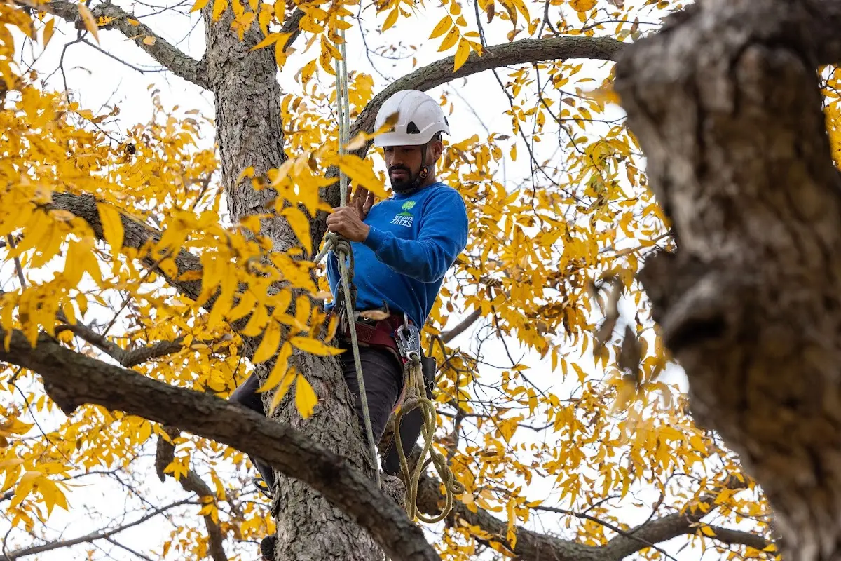 Skilled Tree Planing crew working in Point Pleasant